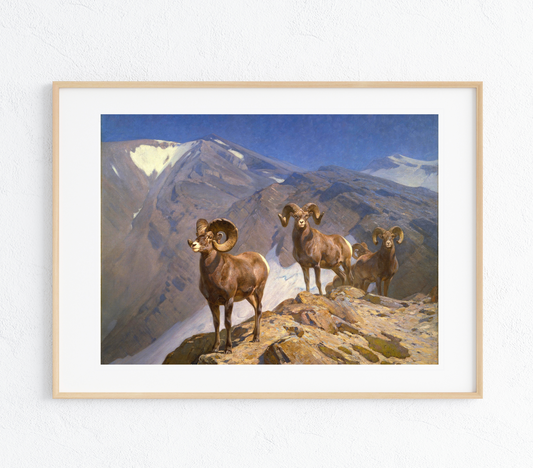 Big Horn Sheep Art Print