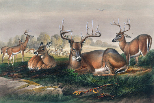 Field of Whitetails Art Print