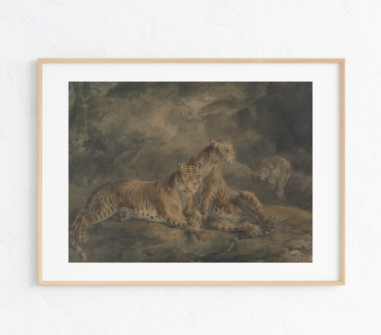 Three Tigers Art Print