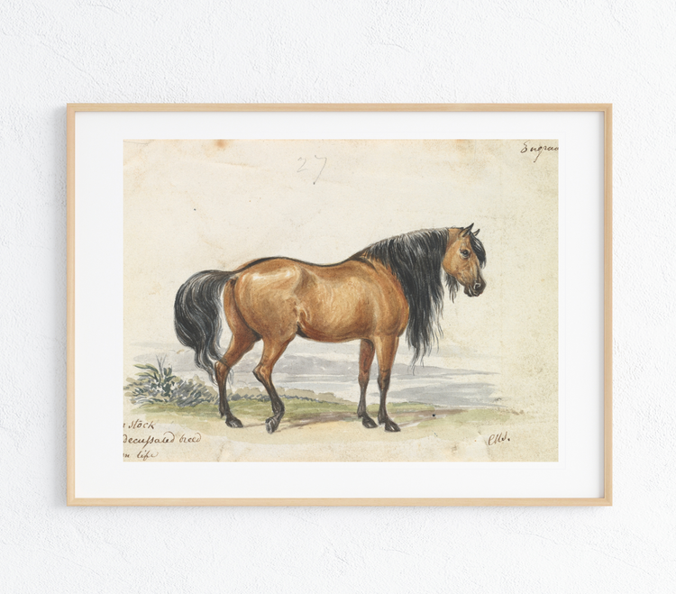 Ukraine Horse Art Print