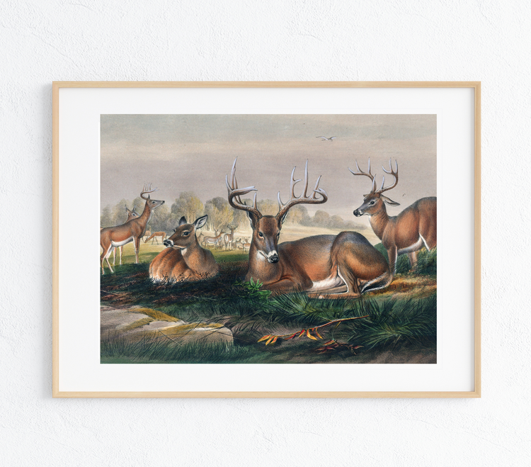 Field of Whitetails Art Print