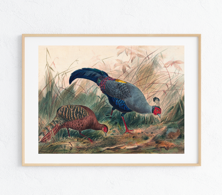 The Siamese Pheasant Art Print