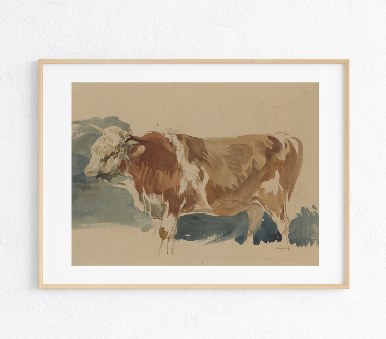 Study of a Spotted Ox Art Print