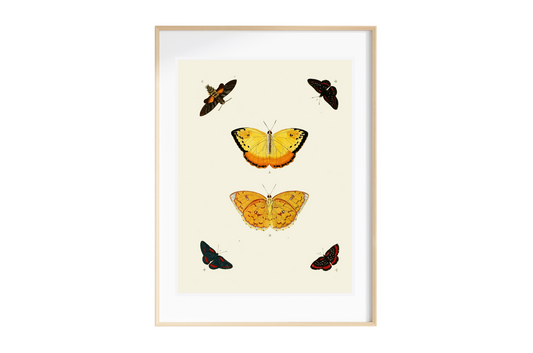 Butterfly Art Print