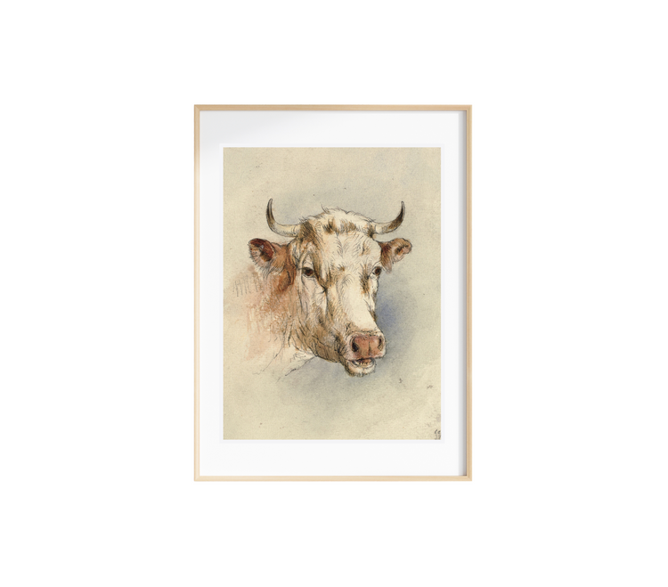 Head of a Bull Art Print