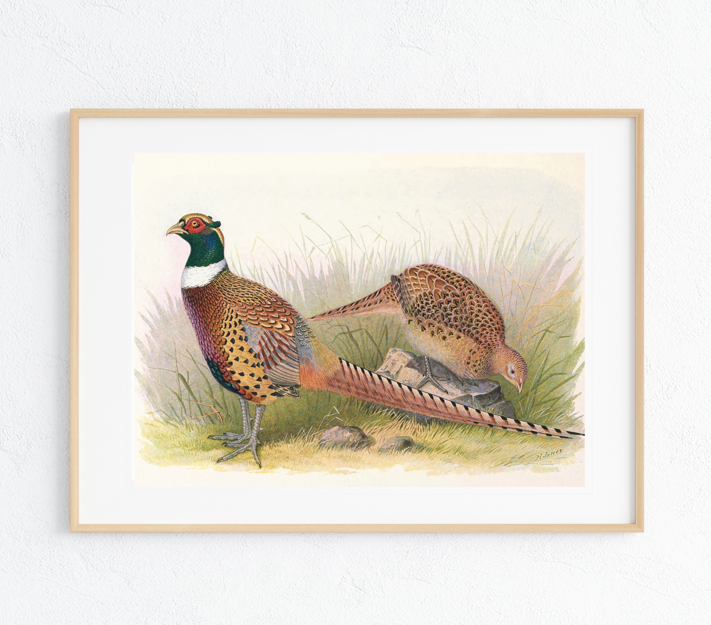 Pheasants Art Print