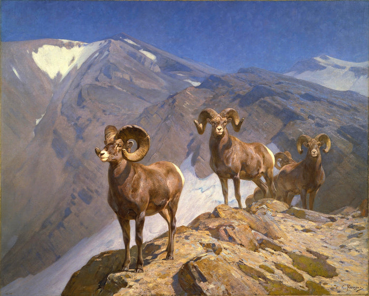 Big Horn Sheep Art Print