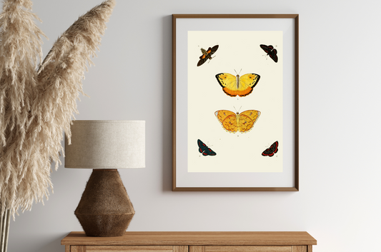 Butterfly Art Print