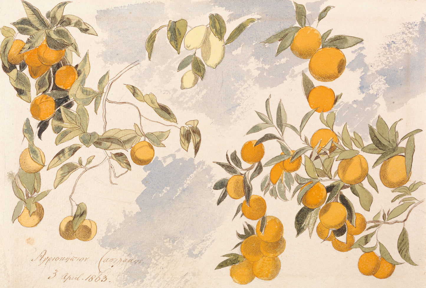 The Citrus Tree Art Print