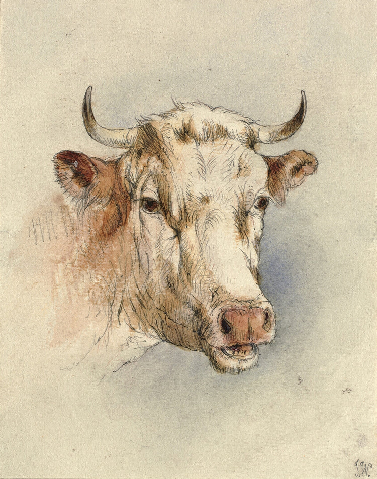 Head of a Bull Art Print