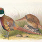 Pheasants Art Print