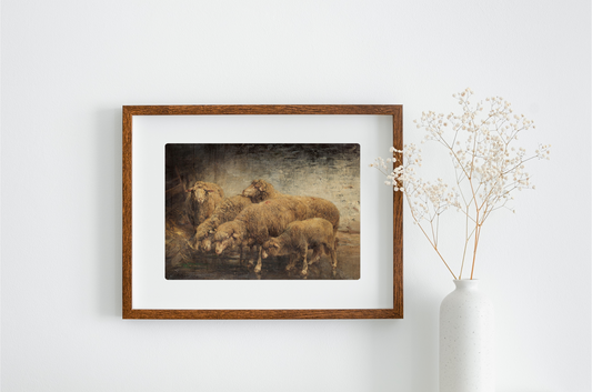 Sheep in a Barn Art Print