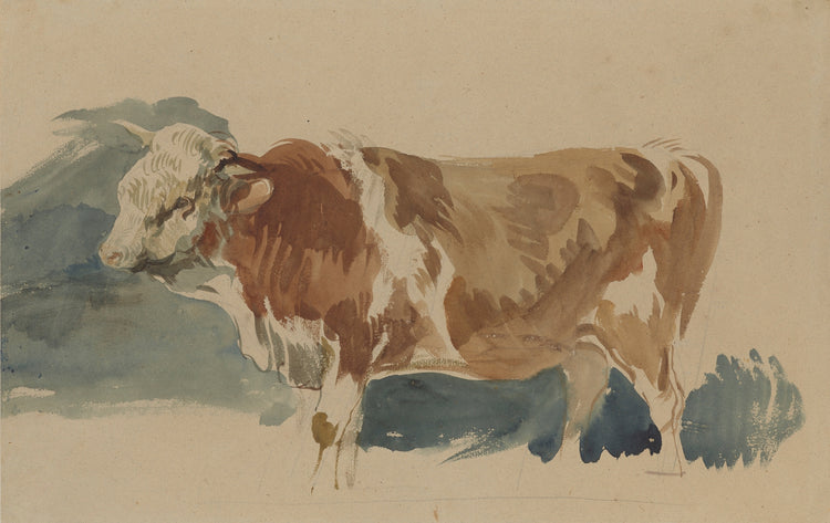 Study of a Spotted Ox Art Print