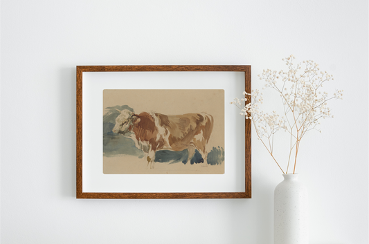 Study of a Spotted Ox Art Print