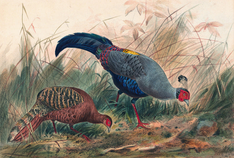 The Siamese Pheasant Art Print