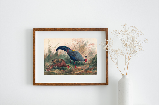 The Siamese Pheasant Art Print