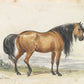 Ukraine Horse Art Print