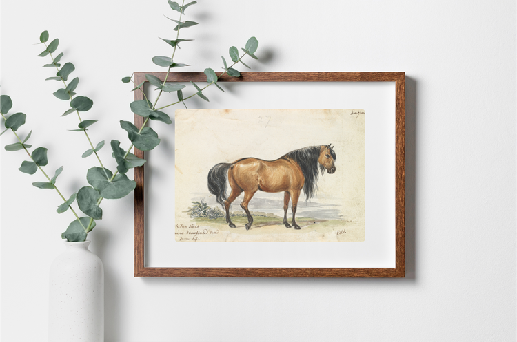 Ukraine Horse Art Print