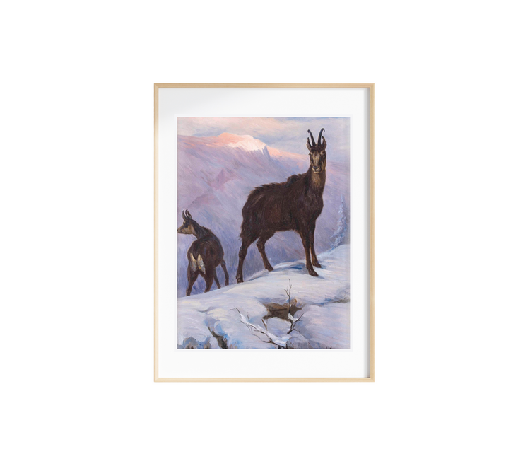 New Zealand Chamois Art Print